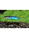Guppy "Japan" (paar)