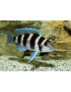 Lamprologus tretocephalus (Lamprologus trethocephalus) 7 cm