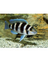Lamprologus tretocephalus (Lamprologus trethocephalus) 7 cm