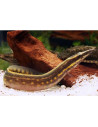 Mastacembelus Erythrotaenia 5-7,Cm Wild