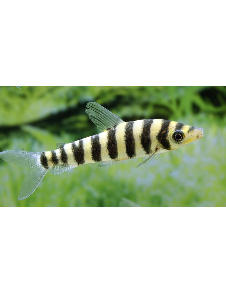 Leporinus Fasciatus 5-6cm Wild