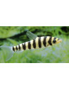 Leporinus Fasciatus 5-6cm Wild