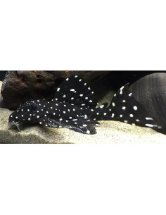 Leporacanthicus cf. galaxias L240 (Leporacanthicus cf. galaxias L240)