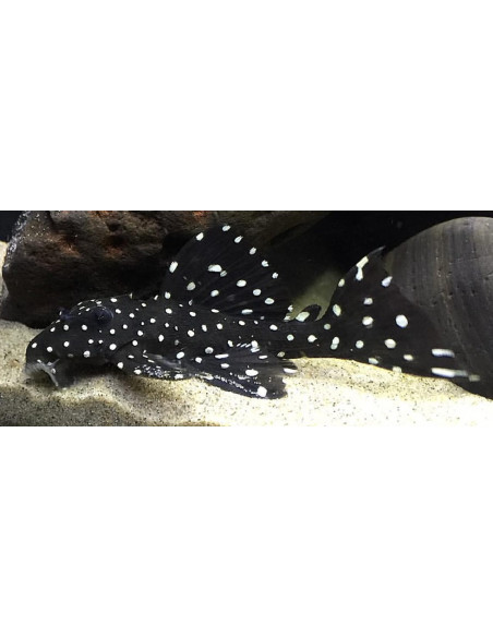 Leporacanthicus cf. galaxias L240 (Leporacanthicus cf. galaxias L240)