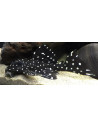 Leporacanthicus cf. galaxias L240 (Leporacanthicus cf. galaxias L240)