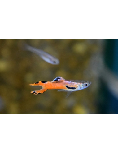 Endler Scarlet couple (Poecilia reticulata Endler Scarlet) 1,5-2cm