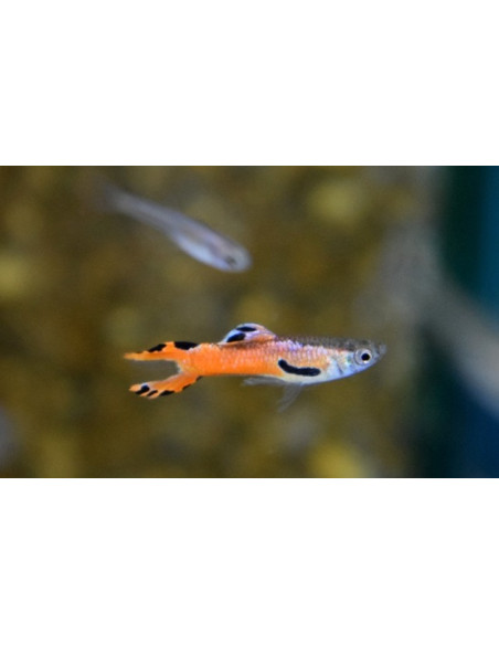 Endler Scarlet couple (Poecilia reticulata Endler Scarlet) 1,5-2cm
