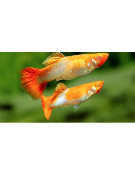 Guppy Koi Kohaku mâle (Poecilia reticulata Koi Kohaku) 3,5-4cm (couple)