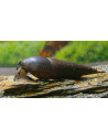 Escargot corne de buffle Faunus ater (Faunus ater) 5-6cm Wild