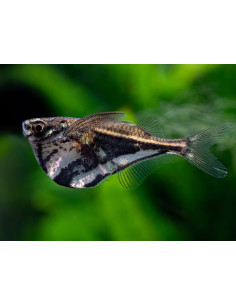 Carnegiella strigata fasciata (Carnegiella strigata fasciata) 2-2,5cm Wild