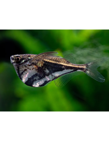 Carnegiella strigata fasciata (Carnegiella strigata fasciata) 2-2,5cm Wild