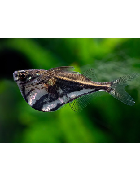 Carnegiella strigata fasciata (Carnegiella strigata fasciata) 2-2,5cm Wild