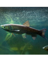 Carpe herbivore (Ctenopharyngodon idella) 11-13cm