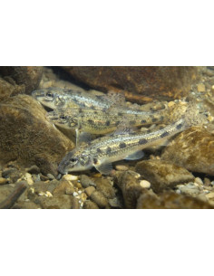 Goujon (Gobio gobio) 7-10 cm