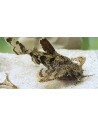 Hara Jerdoni 1,2-1,5cm Wild