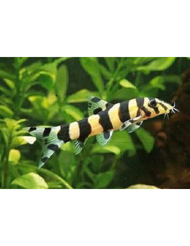 Botia histrionica 4-5cm