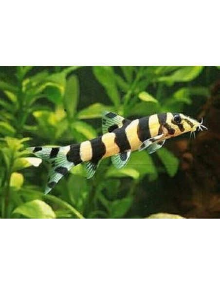 Botia histrionica 4-5cm