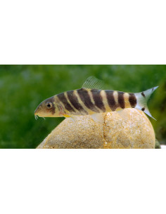 loche du bengale (Botia dario) 4-6cm