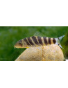 loche du bengale (Botia dario) 4-6cm