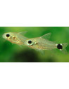 Corydoras hastatus (Corydoras hastatus) 1-1,5cm Wild