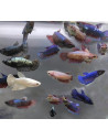 Betta splendens femelle L (Betta splendens femelle L)