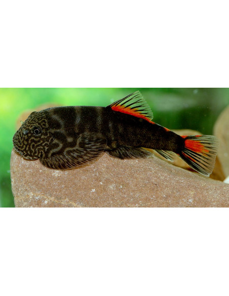 Gastromyzon sp. Bloody Mary 3,5-4,5cm