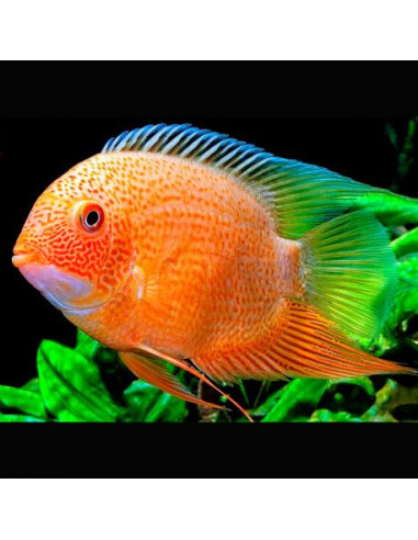 Heros severus red spotted S (Heros severus "red spotted") 3-4cm