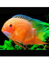 Heros severus red spotted S (Heros severus "red spotted") 3-4cm