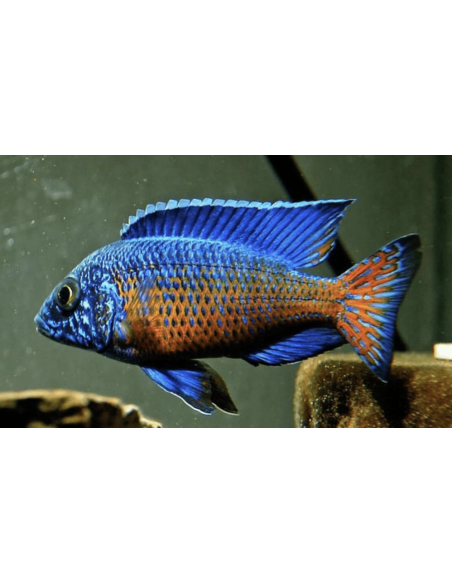 Aulonocara stuartgranti Ngara (Aulonocara stuartgranti Ngara) 7-9 cm (couple)