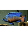 Aulonocara stuartgranti Ngara (Aulonocara stuartgranti Ngara) 7-9 cm (couple)