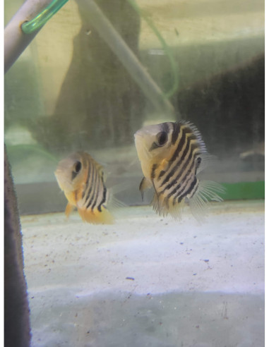 Heros efasciatus (Heros efasciatus) 5-6cm