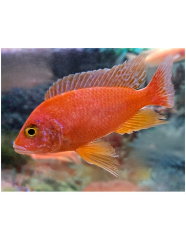 Aulonocara Fire Fish L (Aulonocara sp. Fire Fish) 7-9 cm (couple)