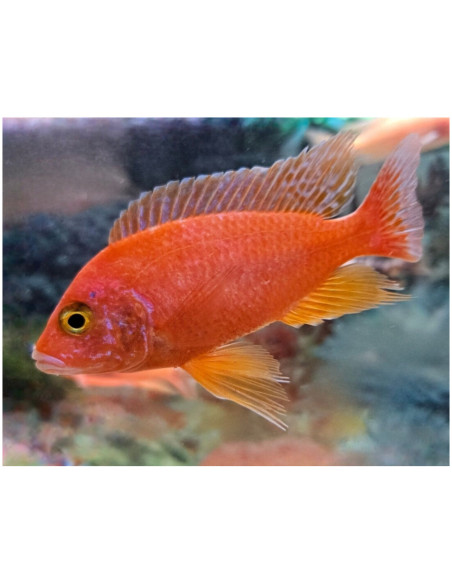 Aulonocara Fire Fish L (Aulonocara sp. Fire Fish) 7-9 cm (couple)
