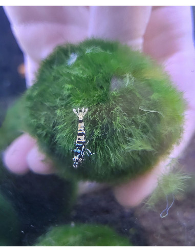 Crevette Black Pinto (Caridina sp. cf. cantonensis "Black Pinto")