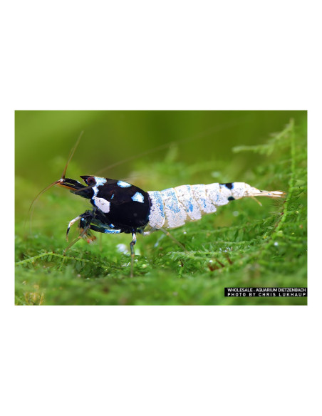 Caridina sp. cf. cantonensis Panda