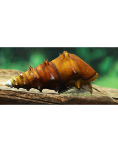 Escargot Brotia pagodula (Brotia pagodula) 3-4cm Wild