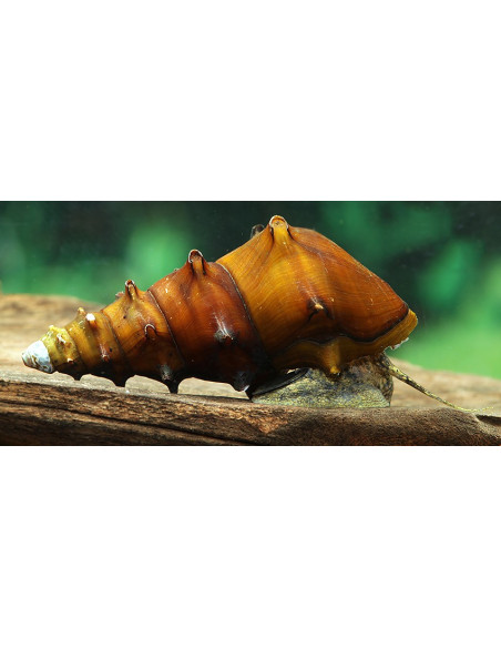 Escargot Brotia pagodula (Brotia pagodula) 3-4cm Wild