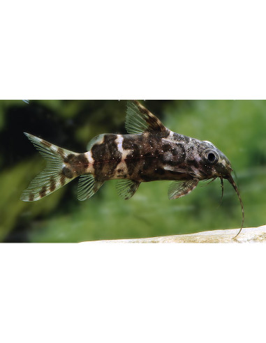 Synodontis nigriventris (Synodontis nigriventris) 2,5-3cm