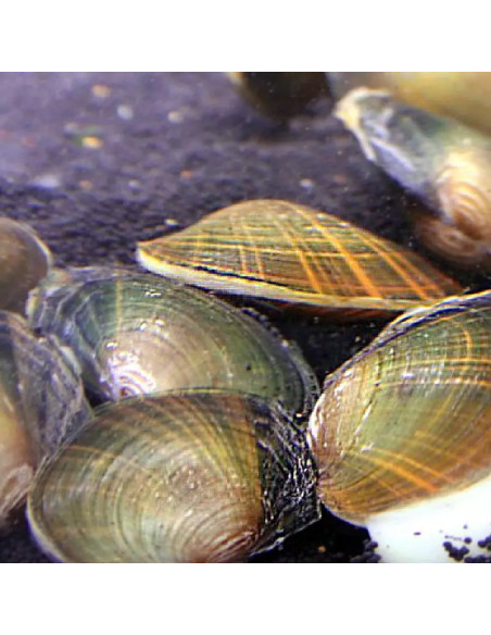 Moule détang Petite (Anodonta sp. petite taille)