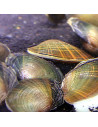 Moule détang Super (Anodonta sp. grande taille)