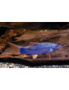 Yasuhikotakia Modesta Redfin 4,5-5,5cm Wild