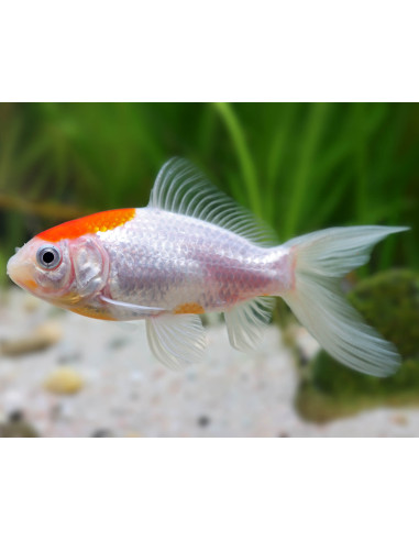 Sarasa Tancho (Carassius auratus Sarasa tancho) 12-15cm