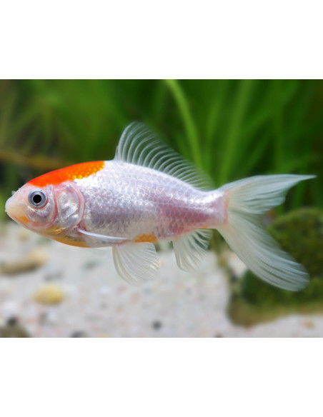 Sarasa Tancho (Carassius auratus Sarasa tancho) 12-15cm