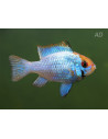 Ramirezi Electric Blue Goldface (Mikrogeophagus ramirezi Electric Blue Goldface) 3,5-4cm