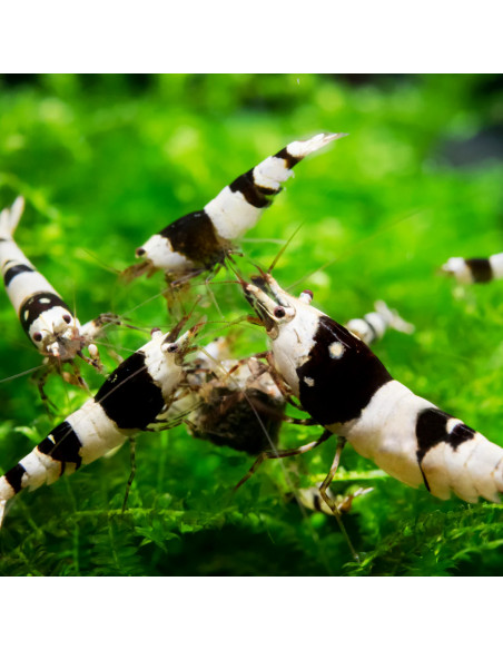 Crevette Crystal Black (Caridina cf. cantonensis "Black Crystal") 1,2-1,5cm