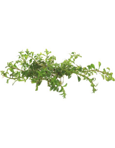 Ludwigia inclinata var. verticillata 5,99 €