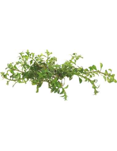 Ludwigia inclinata var. verticillata - Aquabota.com