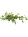 Ludwigia inclinata var. verticillata 5,99 €