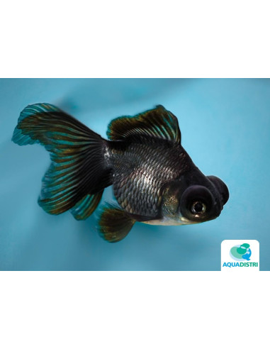 Telescop Yeux Noir 7-8 Cm