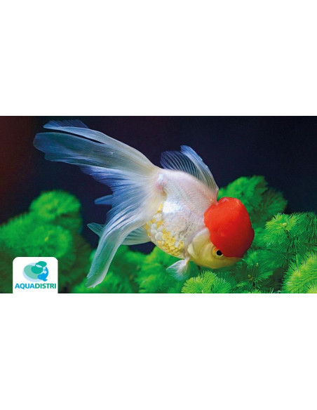 Tete De Lion Redcap 12-13 Cm